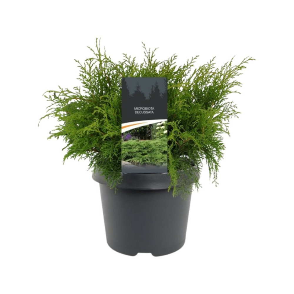 Microbiote de sibérie pot 2l 30/40cm - microbiota decussata