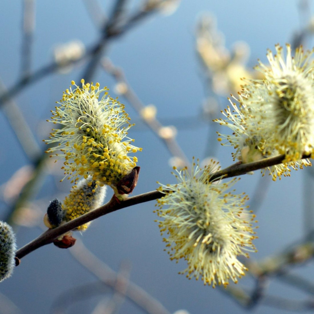 Saule marsault pleureur, salix pot de 7,5l - tigette - 60/80 cm