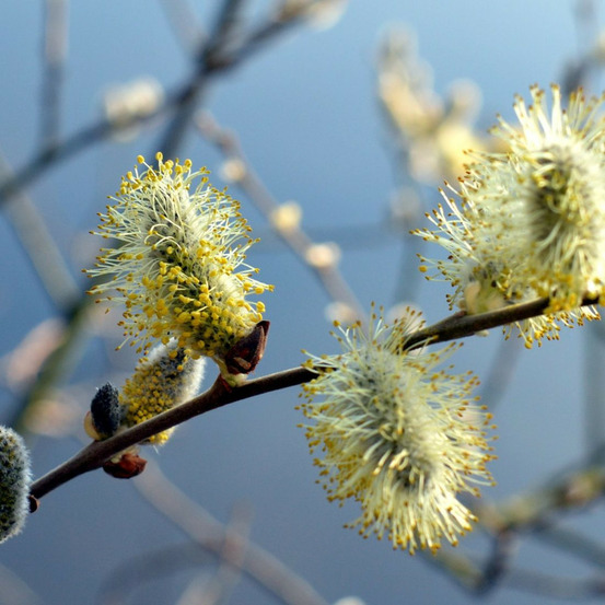 Saule marsault pleureur, salix pot de 7,5l - tigette - 60/80 cm