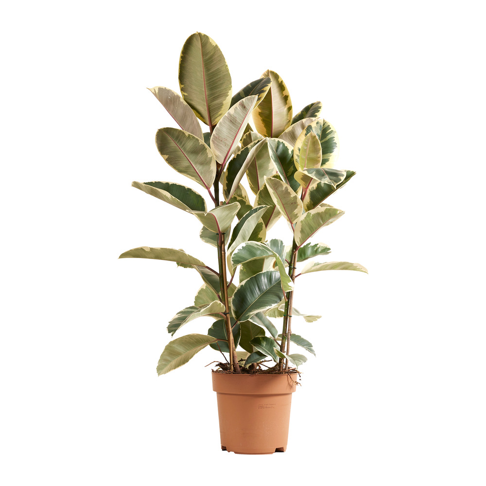 Ficus elastica ‘tineke’ - plante caoutchouc - 90-110 cm - pot 27 cm