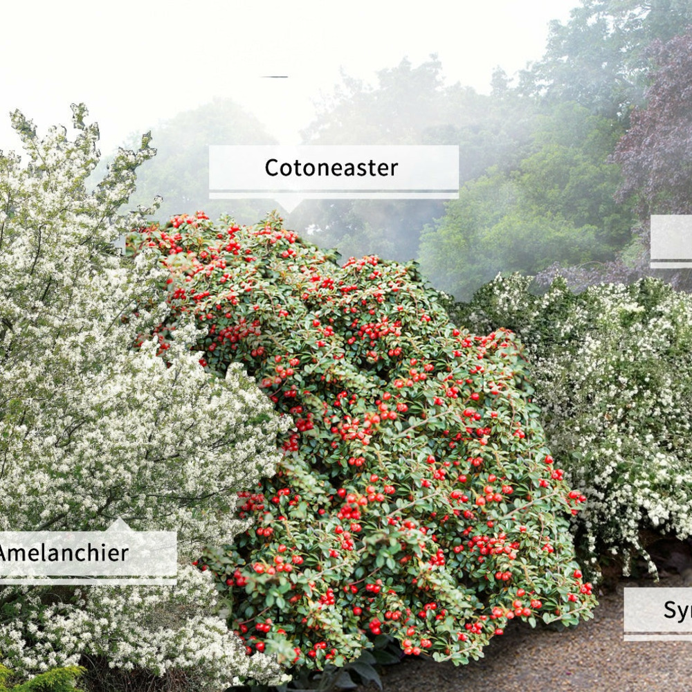 Collection haie aux oiseaux - le paquet de 4 racines nues / hauteur livrée 40-60cm