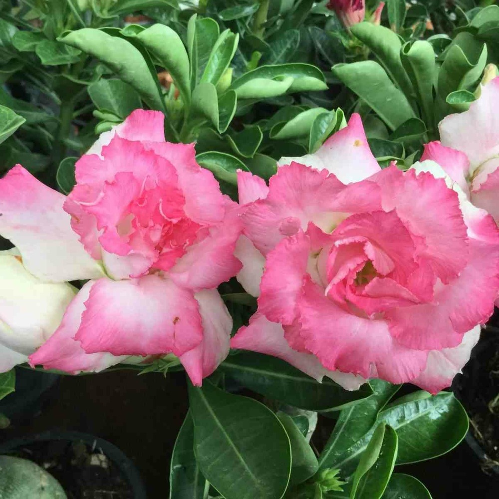 Adenium obesum cv. Missteen caudex d'environ 300g 20/25cm