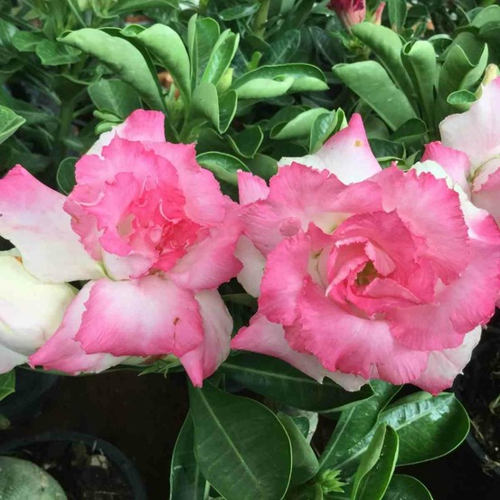 Adenium obesum cv. Missteen caudex d'environ 300g 20/25cm