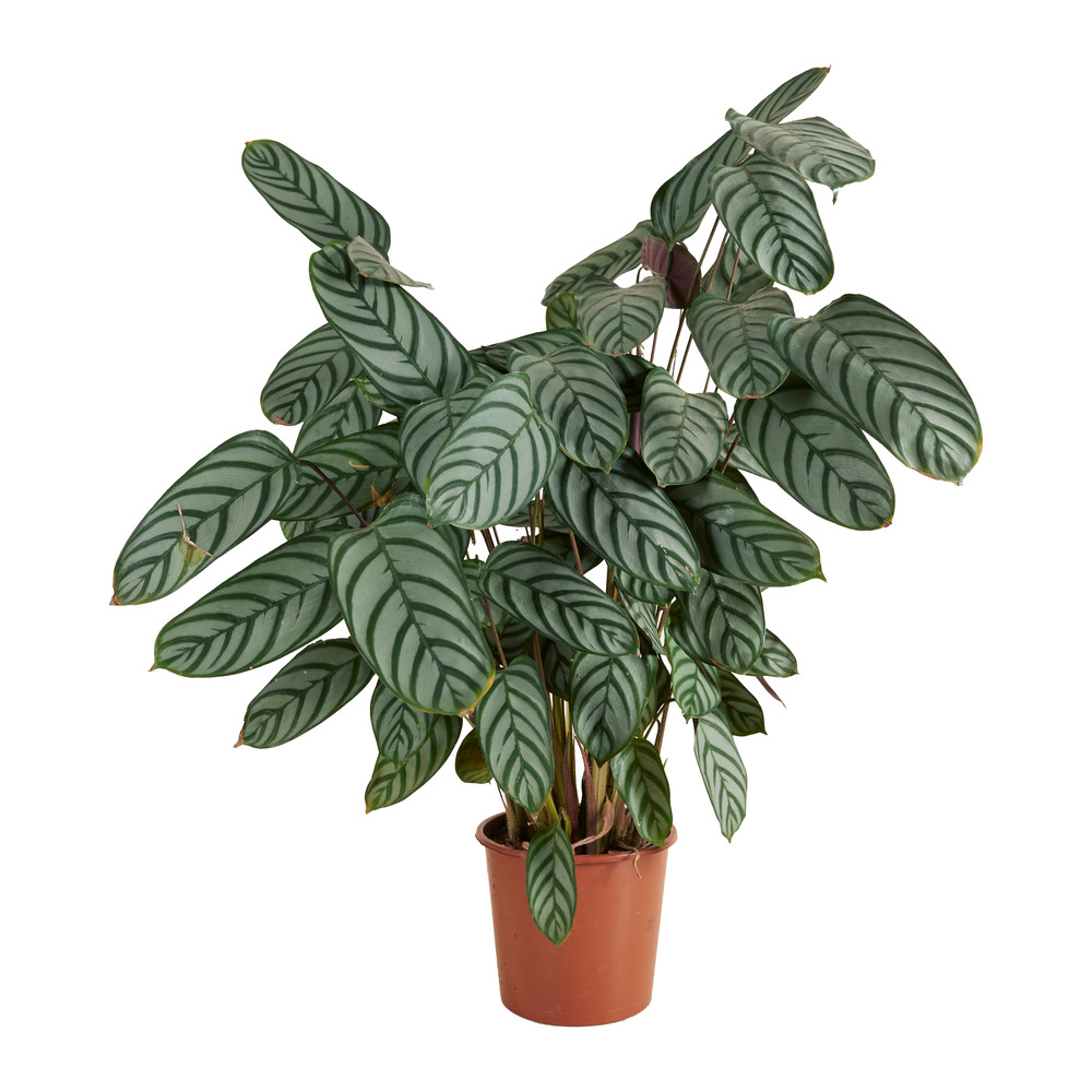 Calathea compactstar - plante paon - purifie l’air - 60-70 cm - pot 17 cm