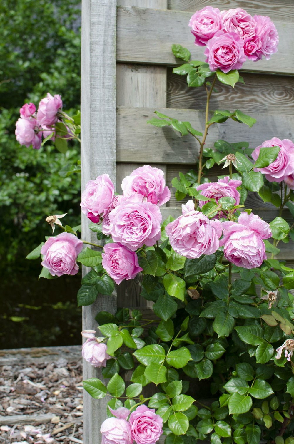 Lot de 3 - rosa mix - h65 cm - ø15 cm