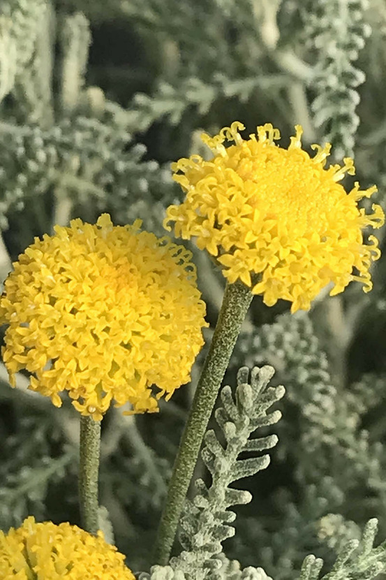 Santoline argentée - en pot de 3 litres
