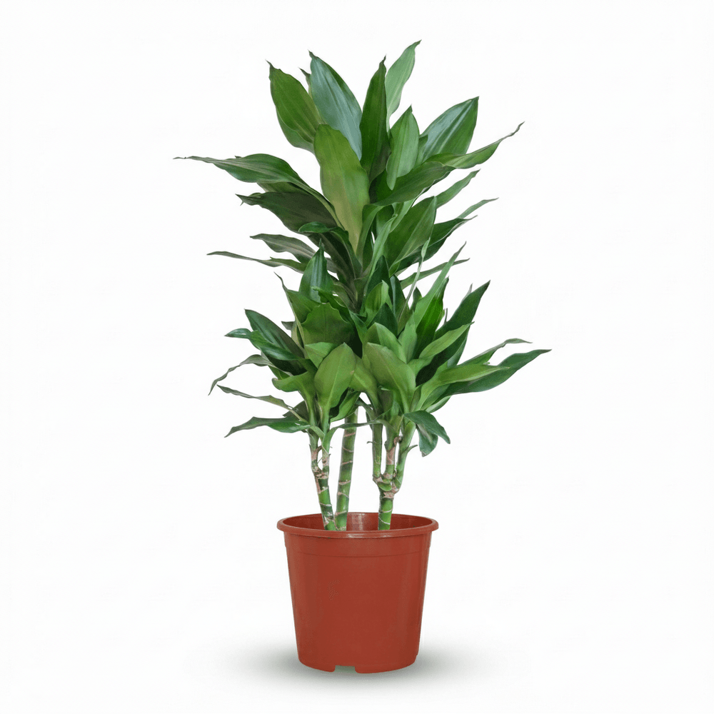 Dracaena janet craig - pot de 21cm - hauteur 90 - 100cm