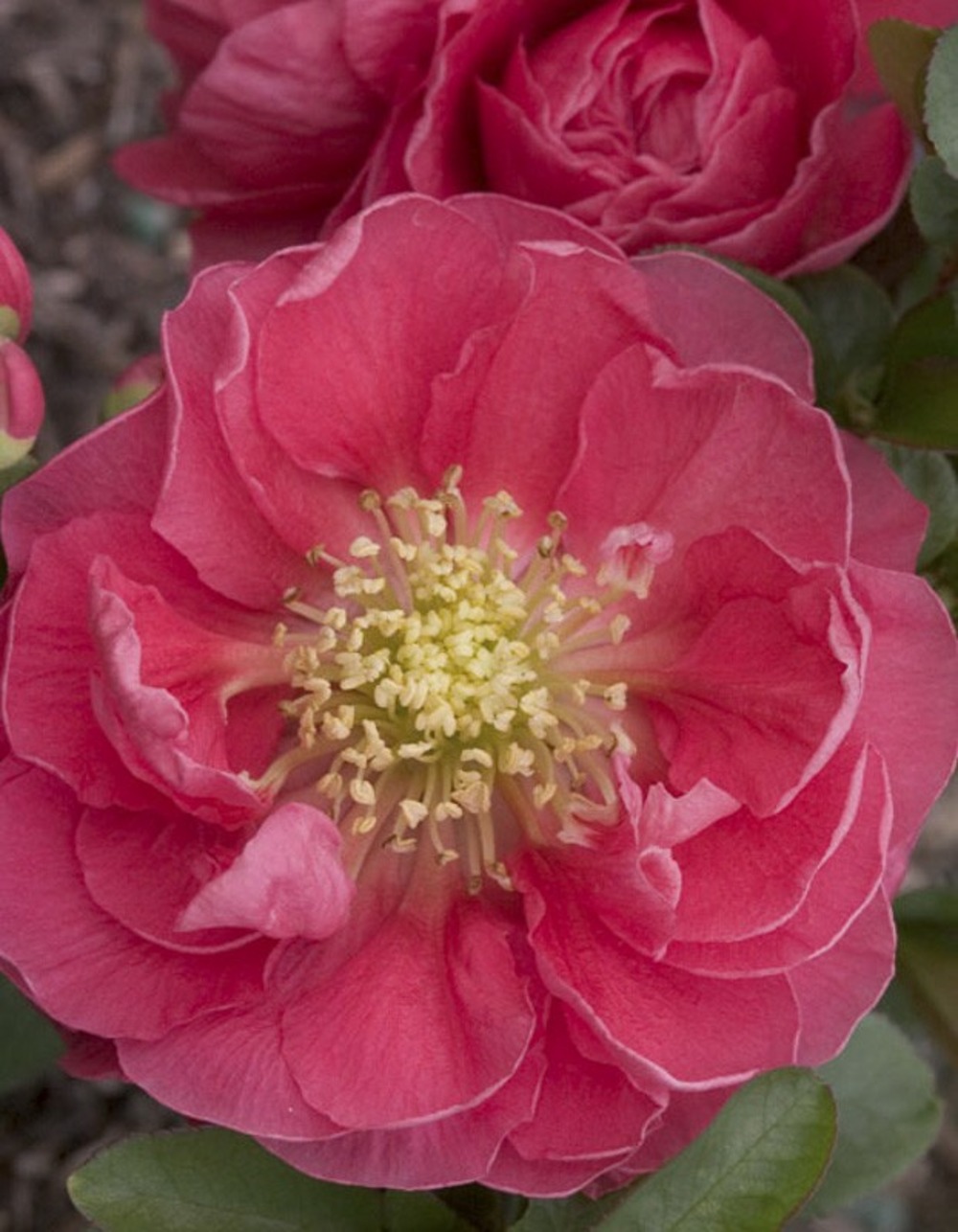 Cognassier du japon 'pink storm' pot de 2l/3l