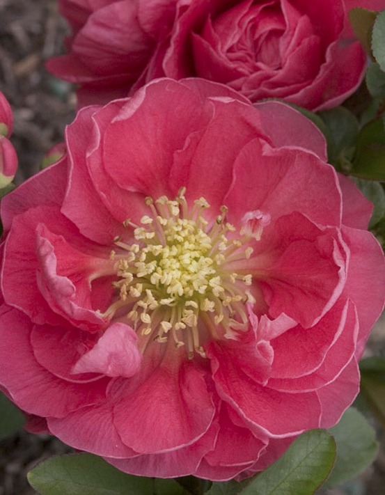 Cognassier du japon 'pink storm' pot de 2l/3l