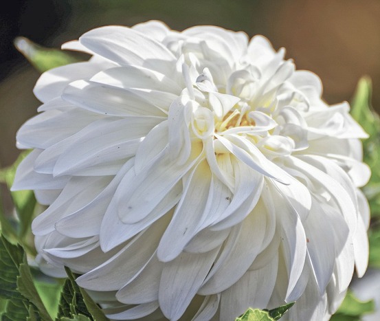 Dahlia géant décoratif 'lady liberty' bulbe calibre i