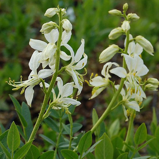 6 x fraxinelle blanche - dictamnus albus 'albiflorus' - godet 9cm x 9cm