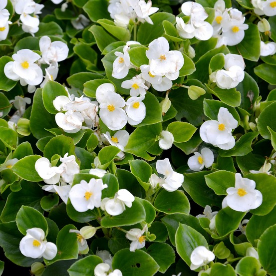 Bégonia semperflorens blanc - le pot / ø 10,5cm