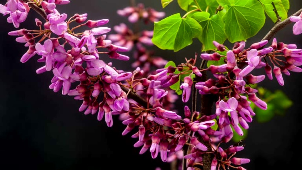 Cercis canadensis lavender twist - pot 15 l