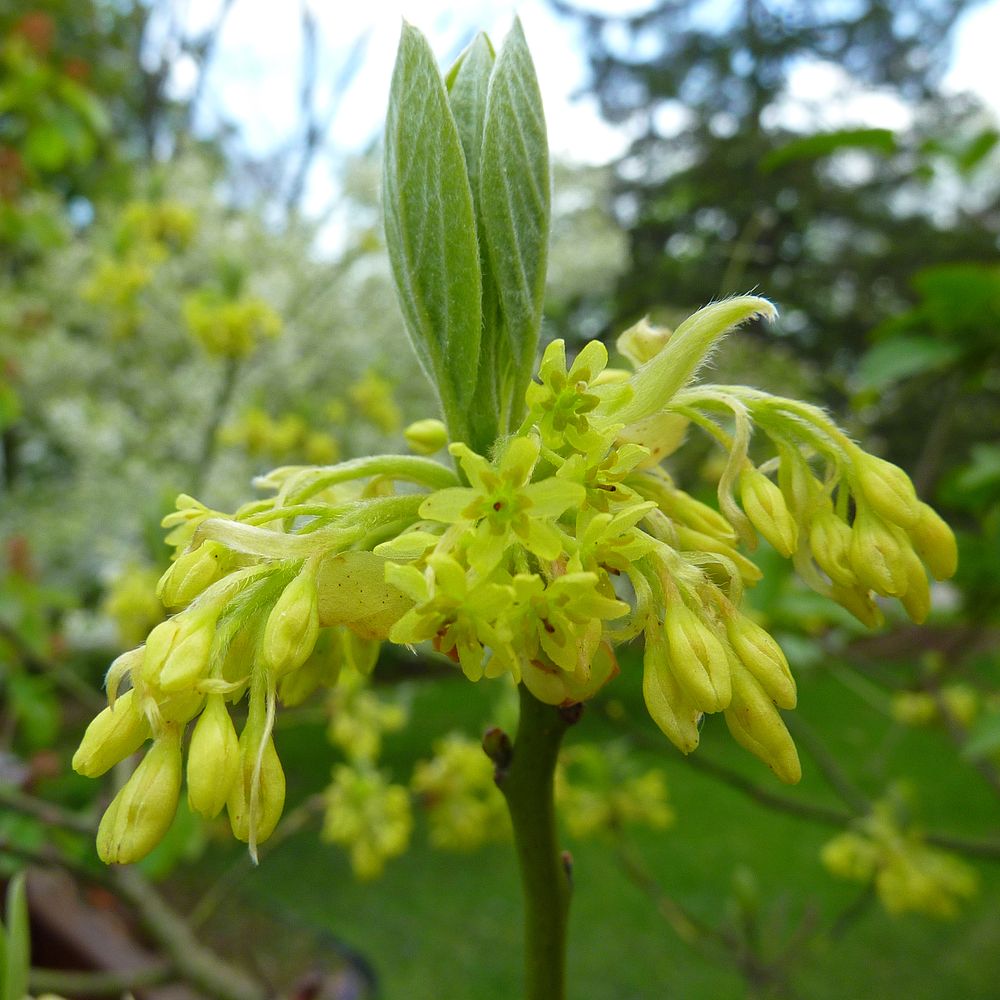 Sassafras albidum pot de 7,5l/10l
