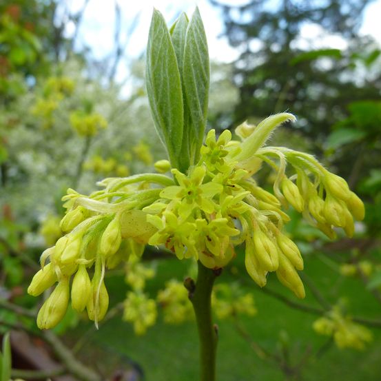 Sassafras albidum pot de 7,5l/10l