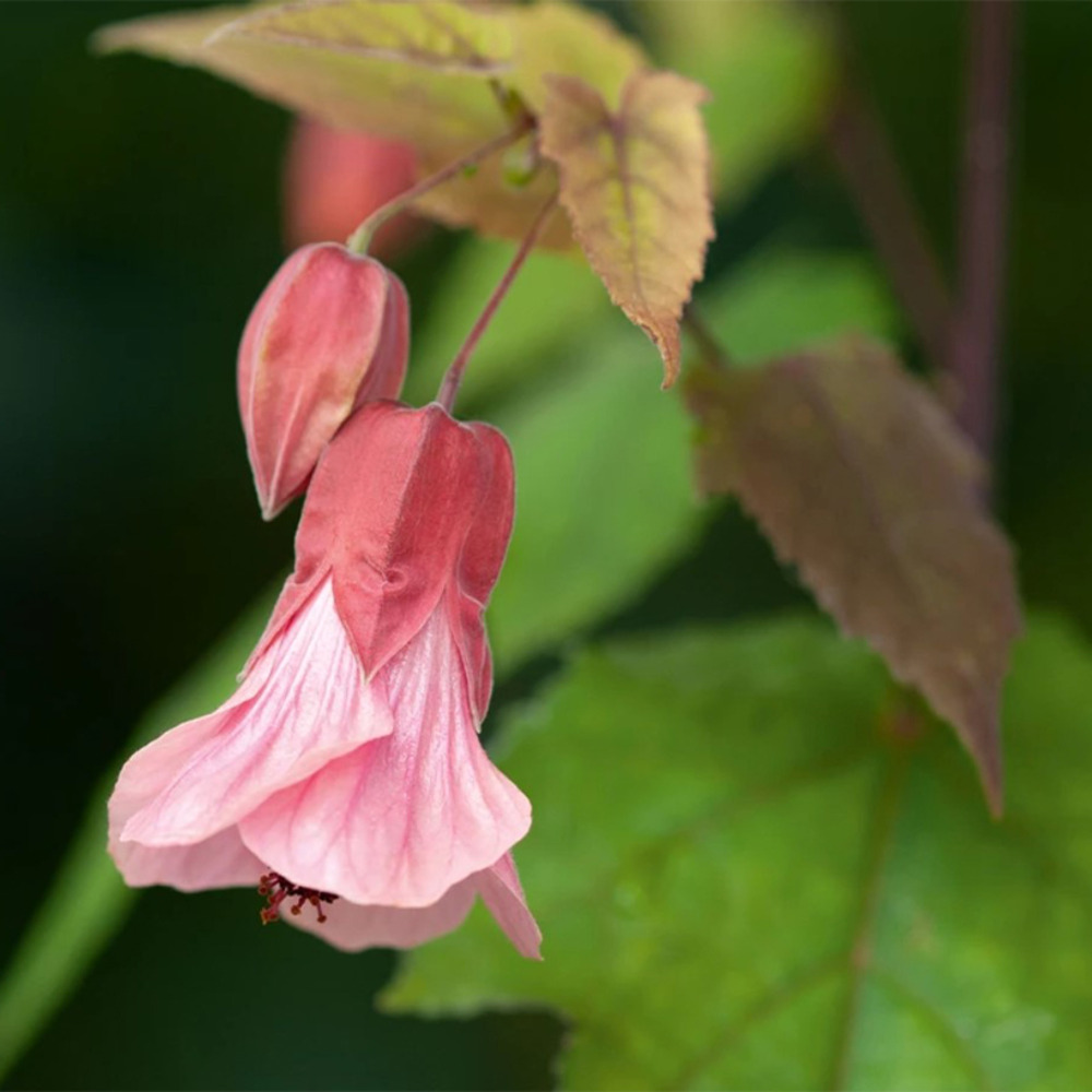 Abutilon 'pink charm' pot de 3l/4l
