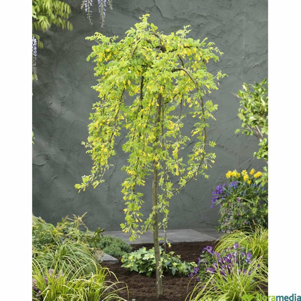 Caragana arborescens 'pendula':1/2 tige pot 15l