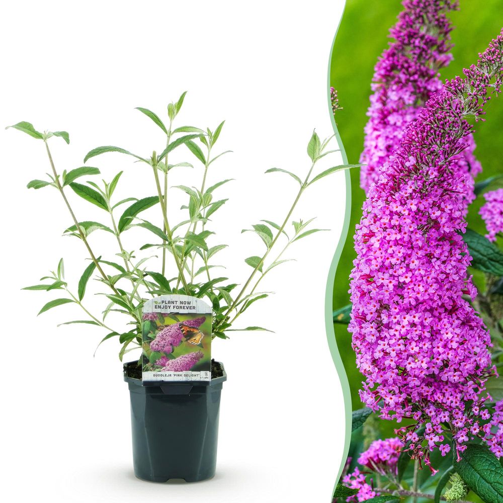 Arbre aux papillons 'pink delight' - pot 17 cm - hauteur 25 cm