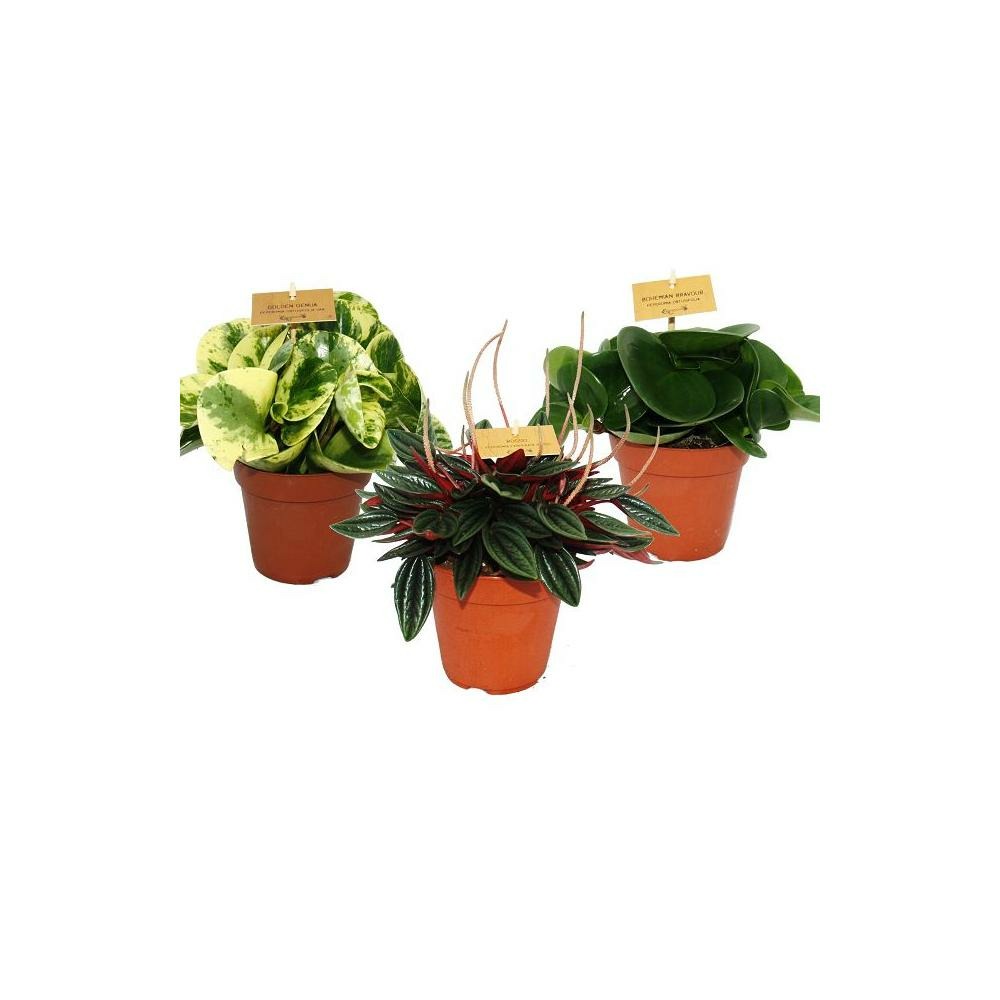 Lot de 3 poivrons miniatures, peperomia, eden-mix, 3 plantes dans un pot de 12 cm