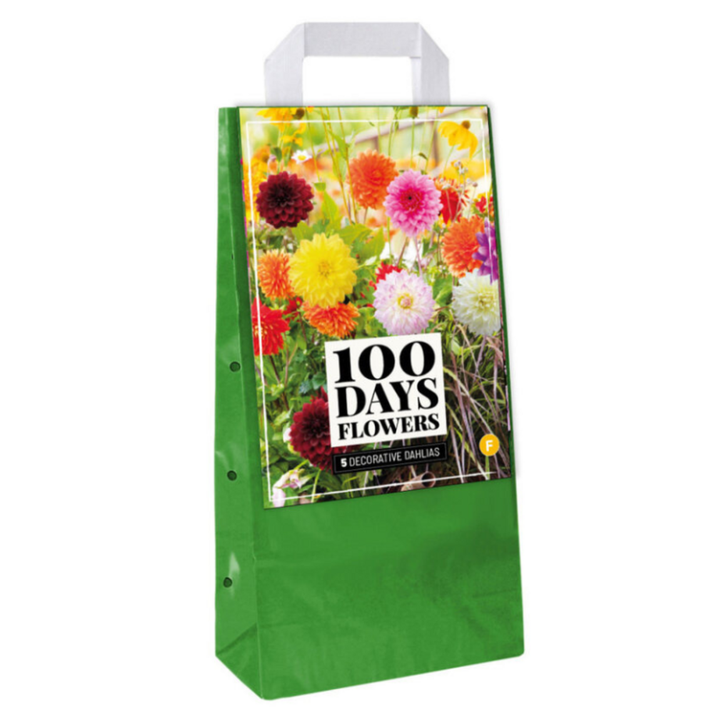 Mix 5 bulbes dahlias déco multicolore