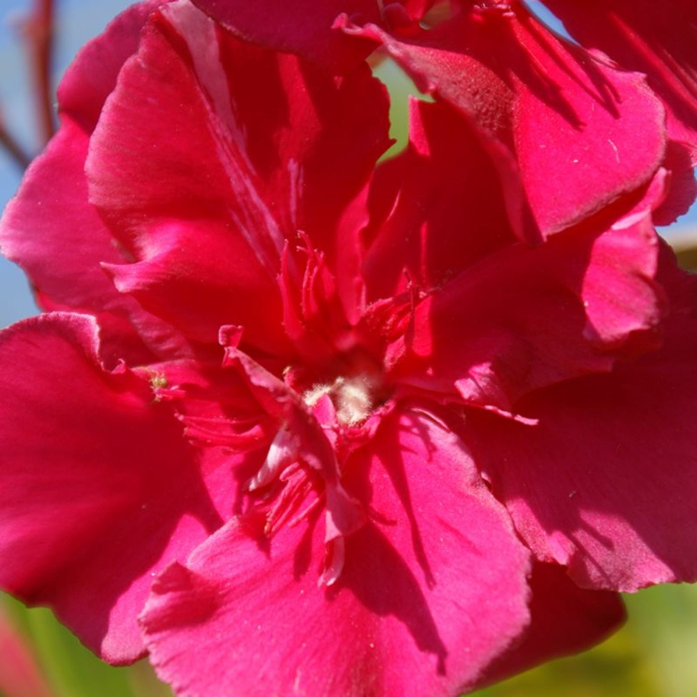 Laurier-rose 'commandant barthélémy' (nerium oleander 'commandant barthélémy')
