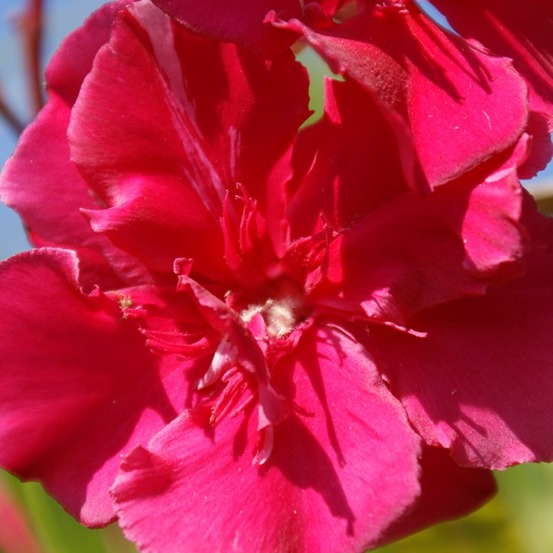 Laurier-rose 'commandant barthélémy' (nerium oleander 'commandant barthélémy')