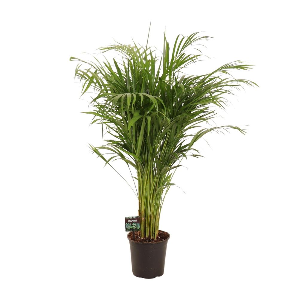 Dypsis lutescens - ø21cm - ↕110cm - plantes d'intérieur