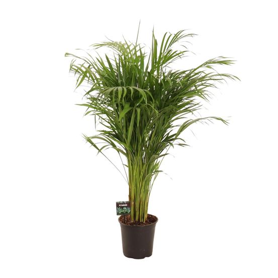 Dypsis lutescens - ø21cm - ↕110cm - plantes d'intérieur