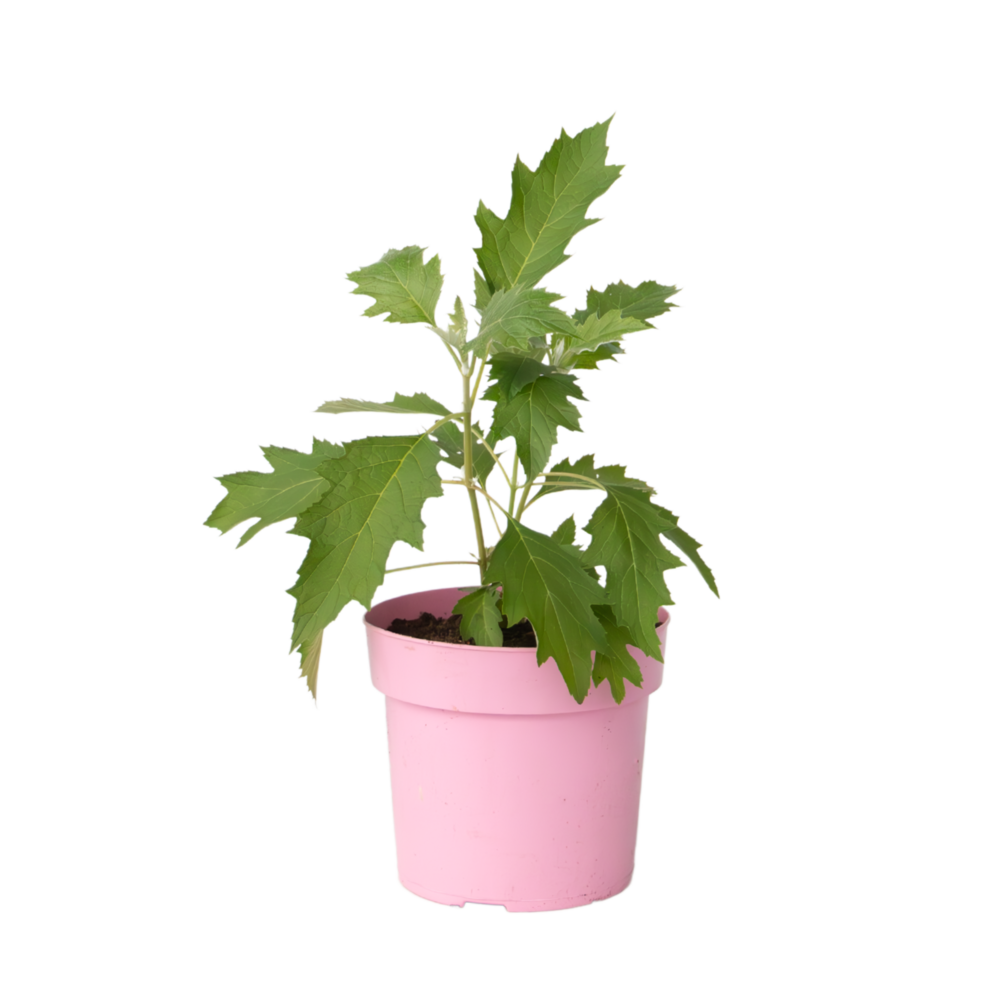 Hortensia - hydrangea paniculata 'ice crystal' - hauteur 25-40cm - ⌀19cm