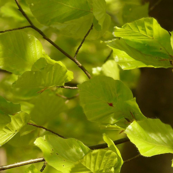 Hêtre commun pot de 5l - touffe