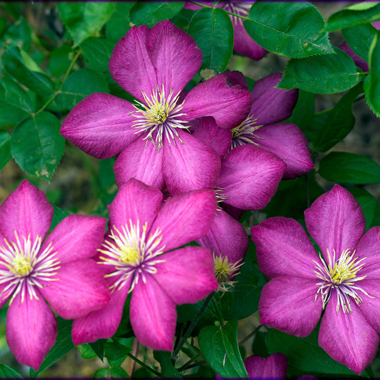 2 x clématite 'ville de lyon' - clematis 'ville de lyon' - 50-60 cm pot