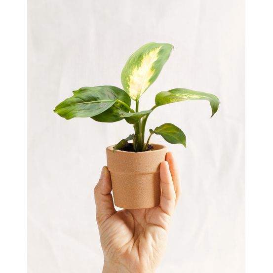 Mini dieffenbachia maculata camilla 14cm - plante d'intérieur