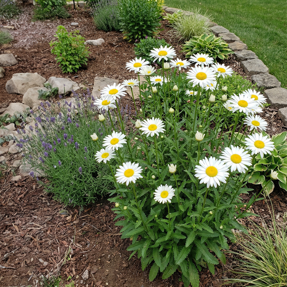 Lot de 6 - leucanthemum silberprinzessche - marguerite - h. 10-20 cm