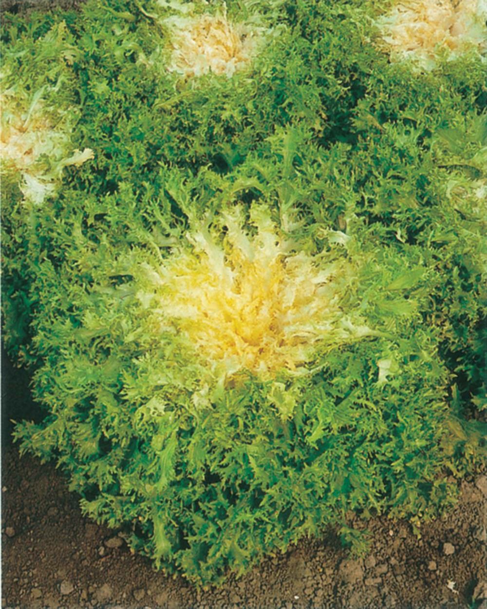 Chicoree frisee de meaux - 3 g