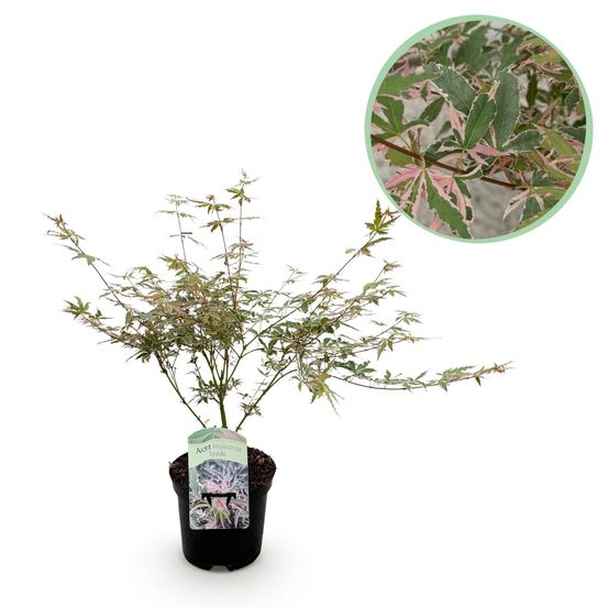 Érable du japon - pot 19cm hauteur 70cm