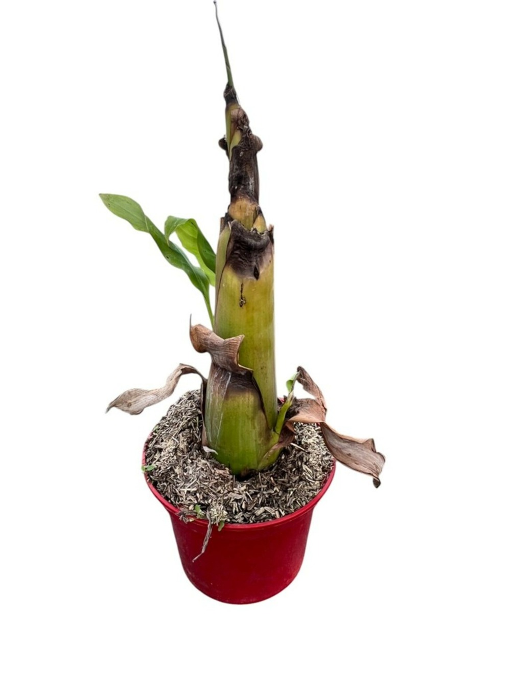 Musella lasiocarpa - pot 4 l - h 80 cm