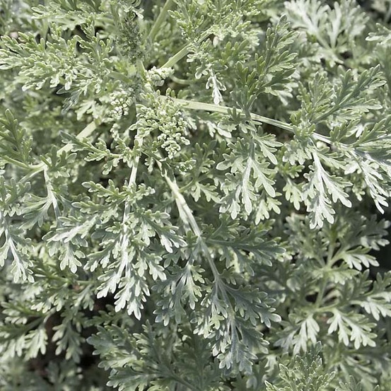 Artemisia 'powis castle' pot de 2l/3l