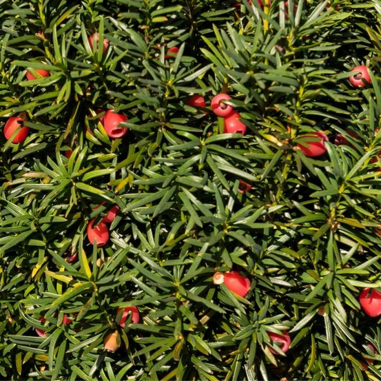 If commun boule 35cm pot 10l - taxus baccata