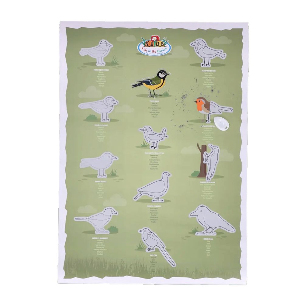 Poster à gratter oiseaux – affiche éducative nature pour enfants