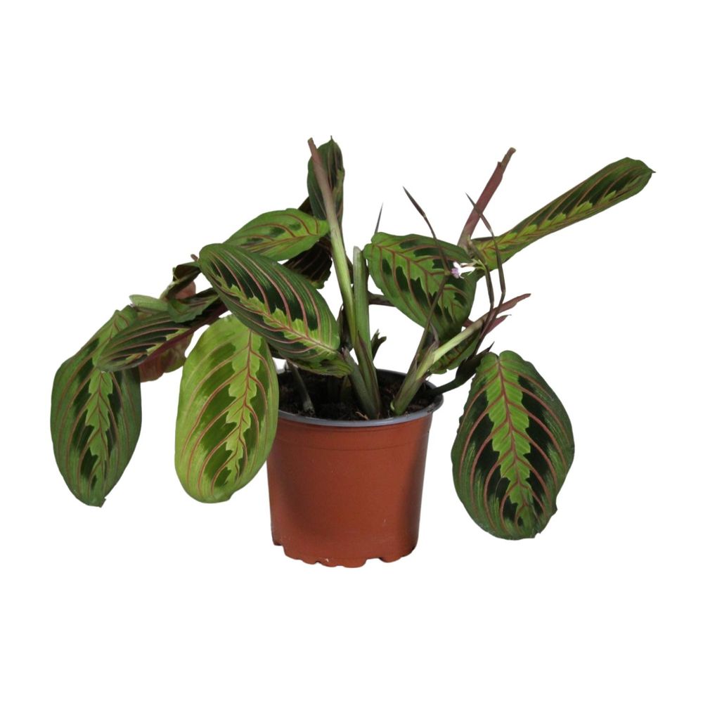 Maranta leuconeura fascinator - ø12cm - ↕30cm - plantes d'intérieur
