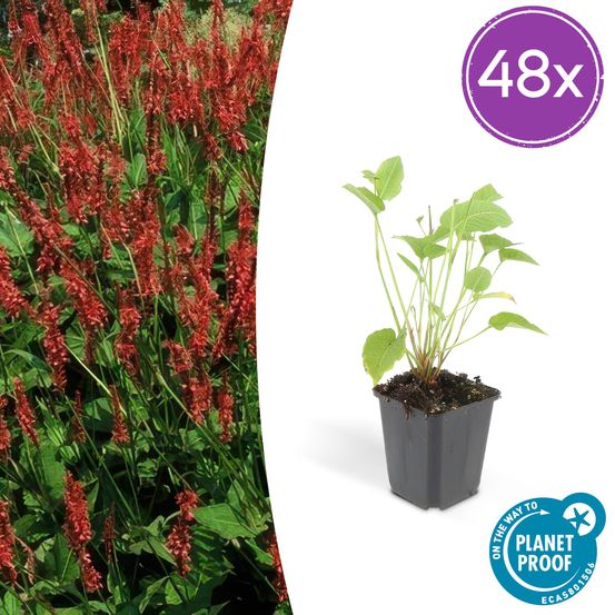 Lot de 48 - persicaria amplexicaulis - h10-25 cm