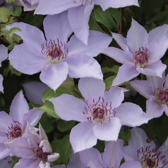 Clématite mandy® 'zo12153' pot de 3l - echelle bambou 60/120 cm