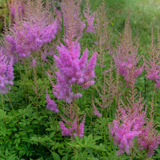 Lot de 6 - astilbe chinensis pumila - plumspirée - h. 10-20 cm