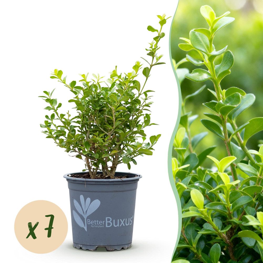Buis babylon beauty - lot de 7 - pot 11 cm - hauteur 25-30 cm