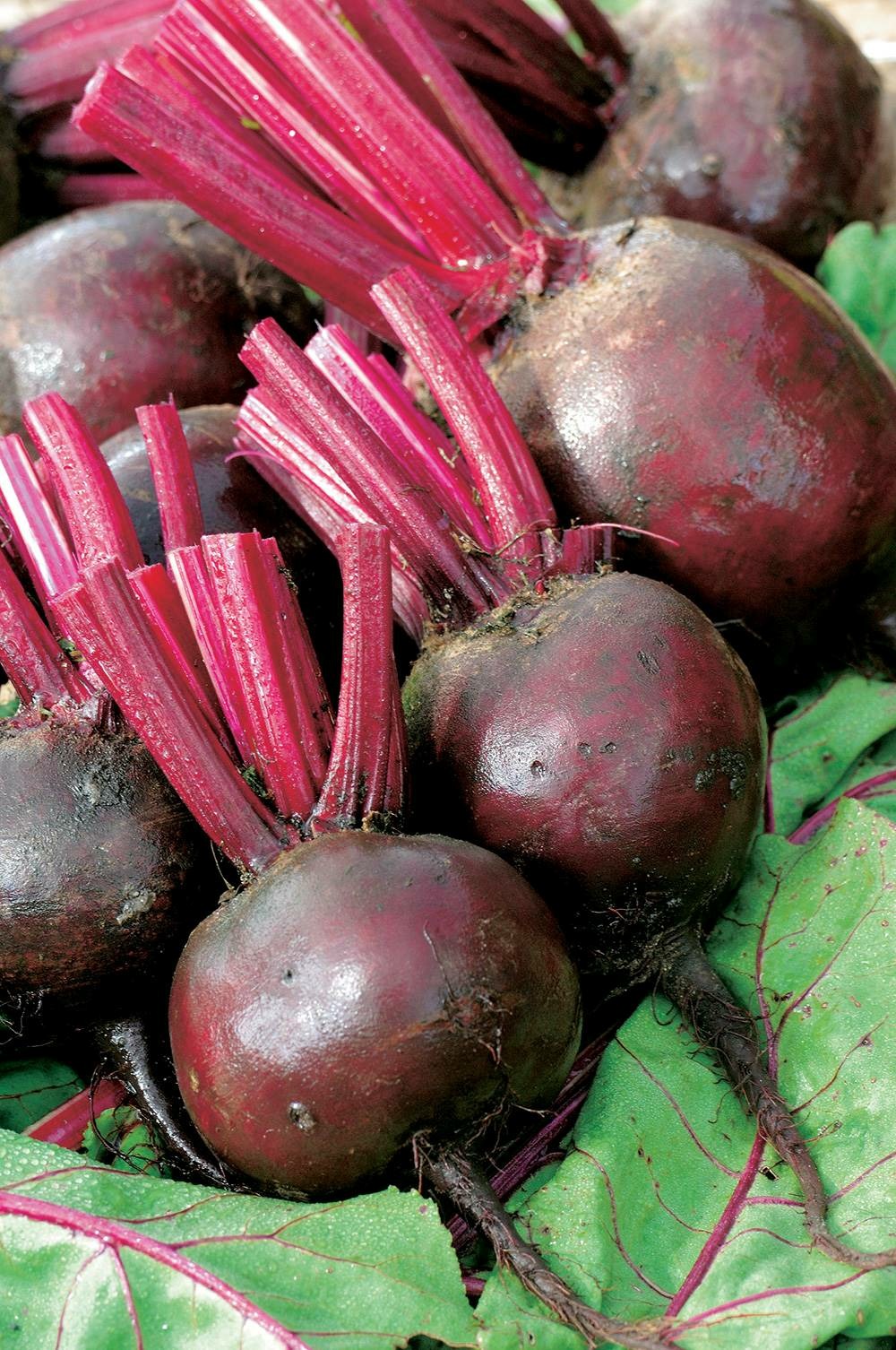 Betterave de detroit amelioree - 5 g