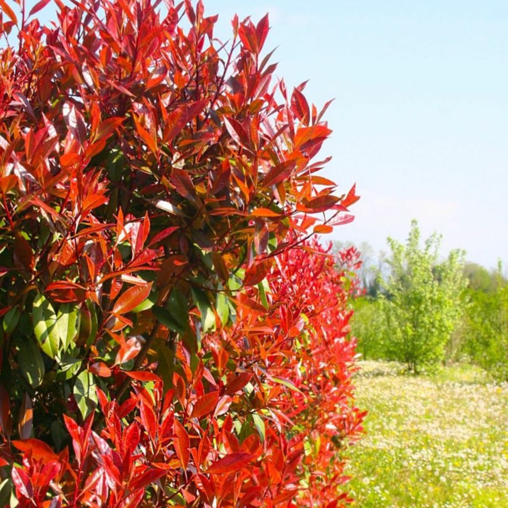 PHOTINIA GF H13A25-(766584)
