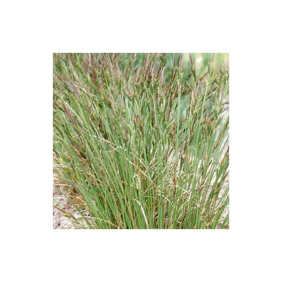 Laîche des marais lot de 5 godets