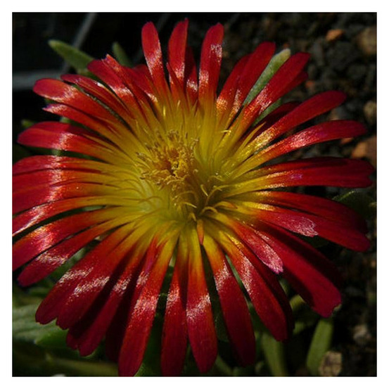 Delosperma orange wonder®, pourpier vivace pot de 3l - 20/40 cm