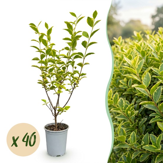 Troène aureum - lot de 40 - pot 9 cm - hauteur 35-45 cm