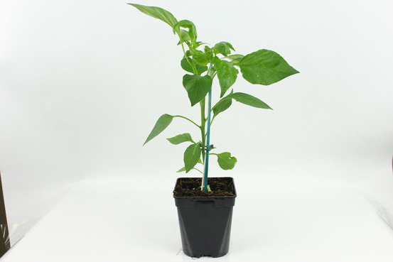 Plant de Poivron greffe Lamuyo f1 - Plant potager - Pot 1 L